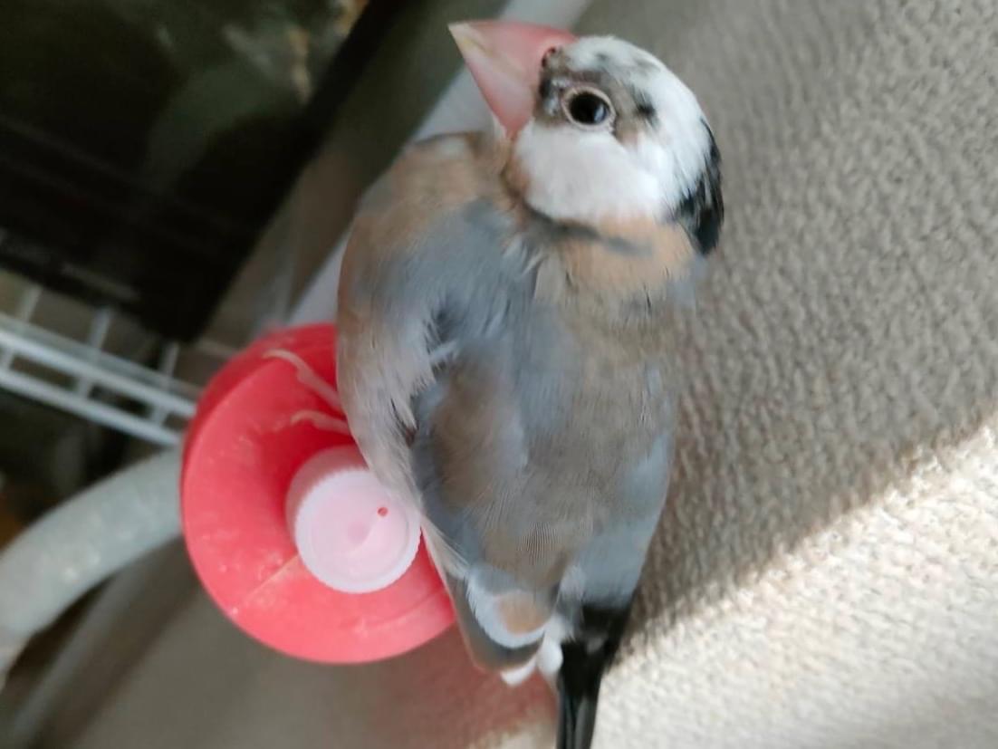ぷくちゃん