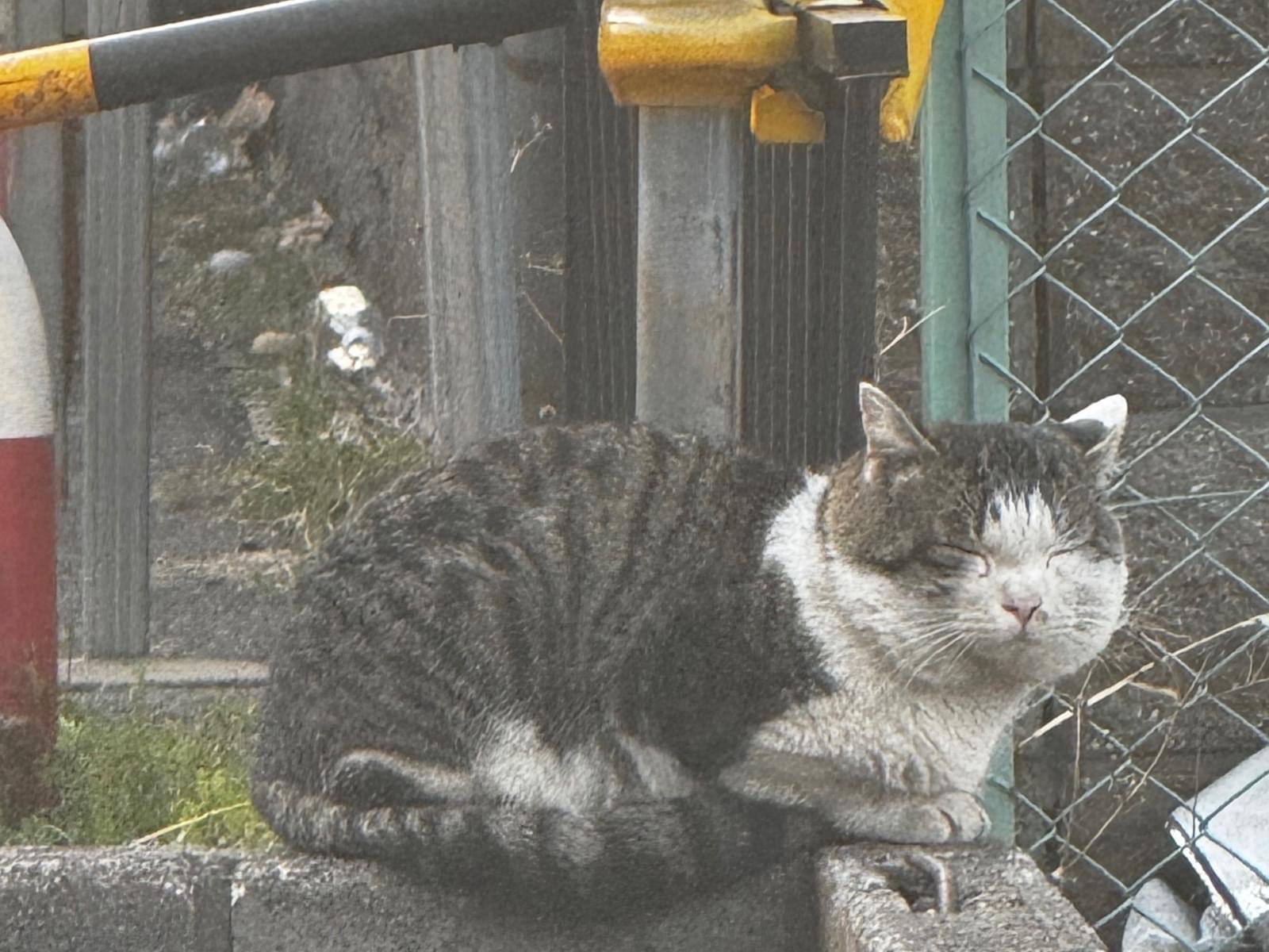 目撃された猫 目撃された猫
