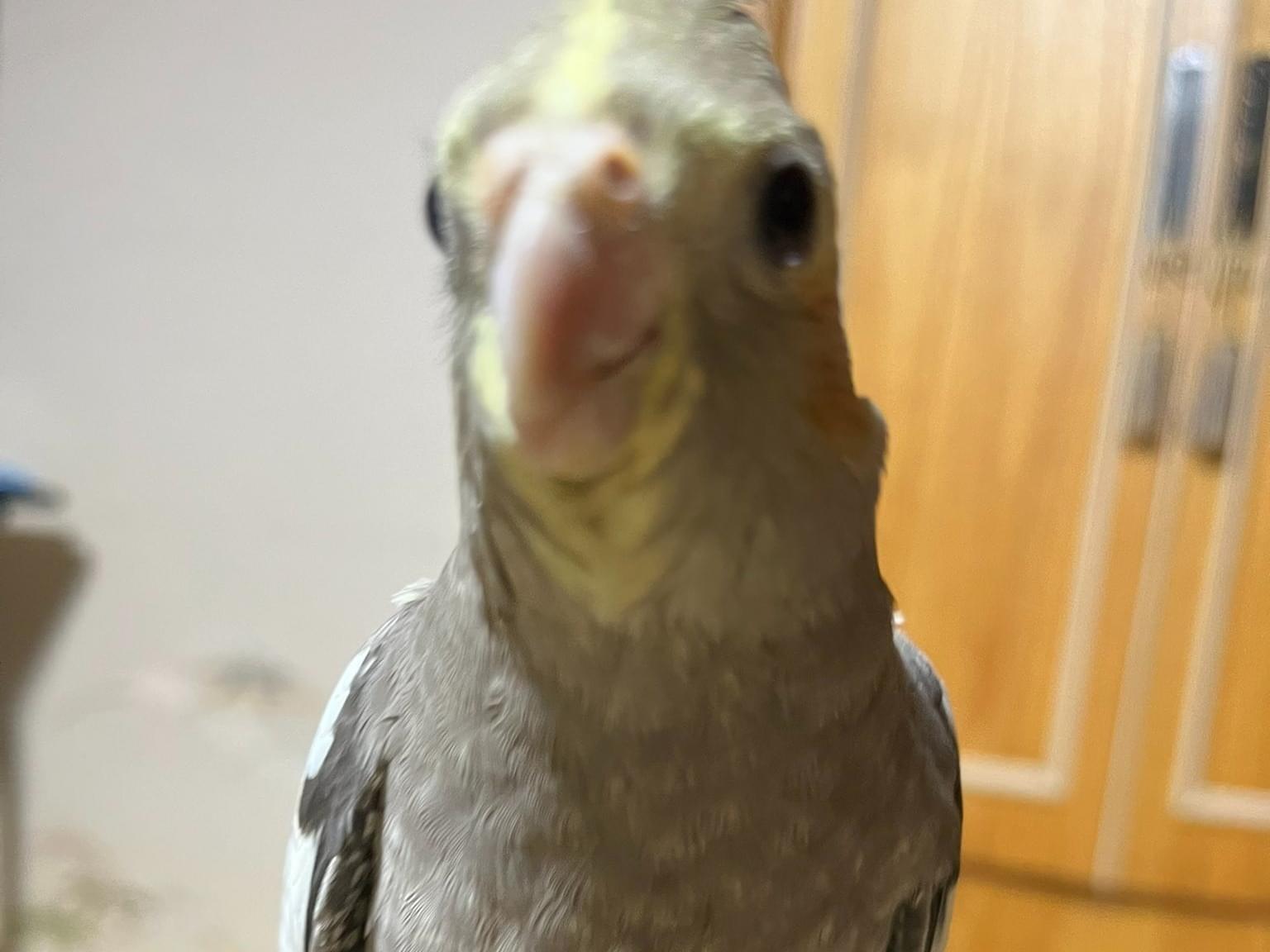 クックちゃん クックちゃん