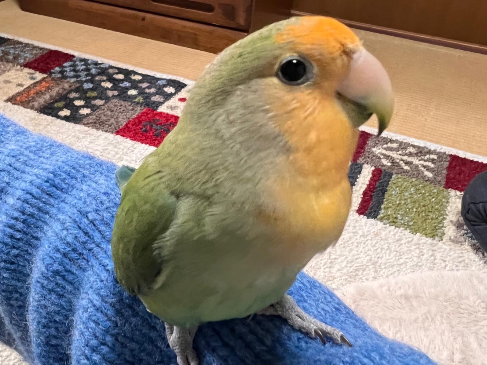モモちゃん モモちゃん