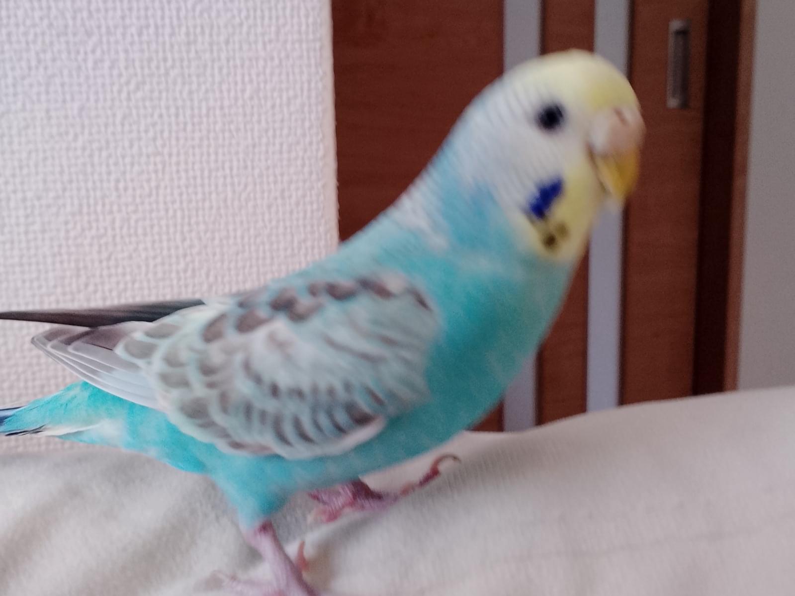 ラムネちゃん ラムネちゃん