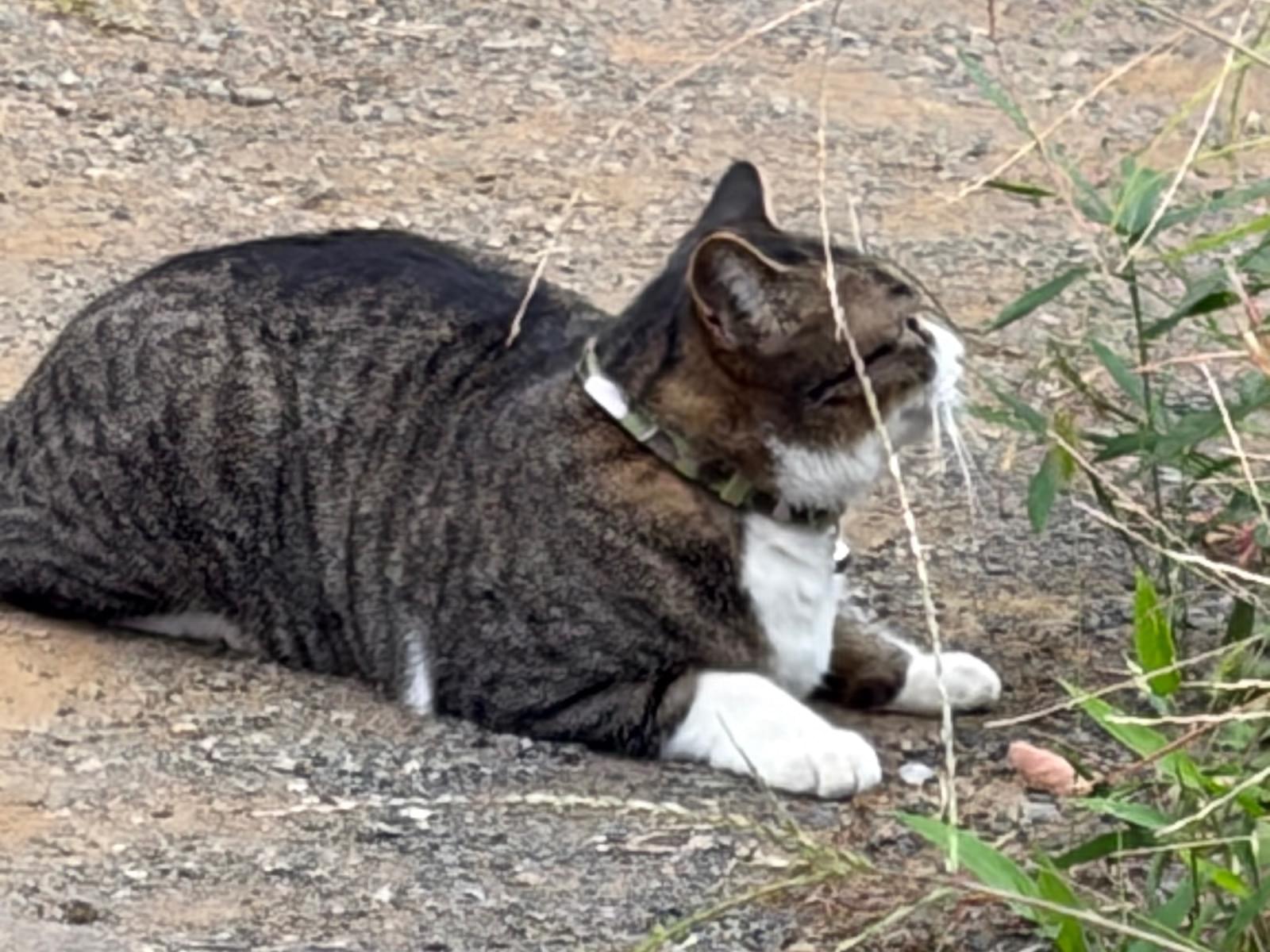 目撃された猫
