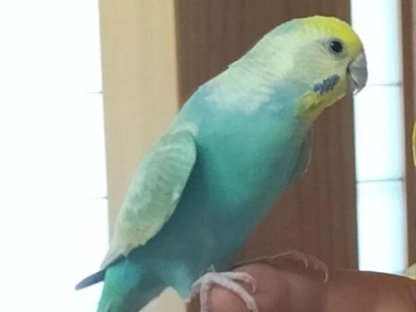 そらちゃん そらちゃん