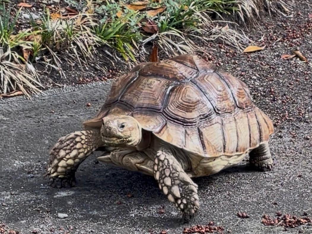 アヴィちゃん