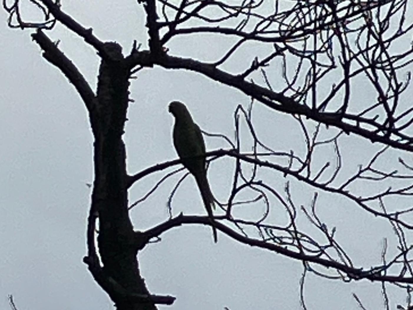 目撃された鳥 目撃された鳥