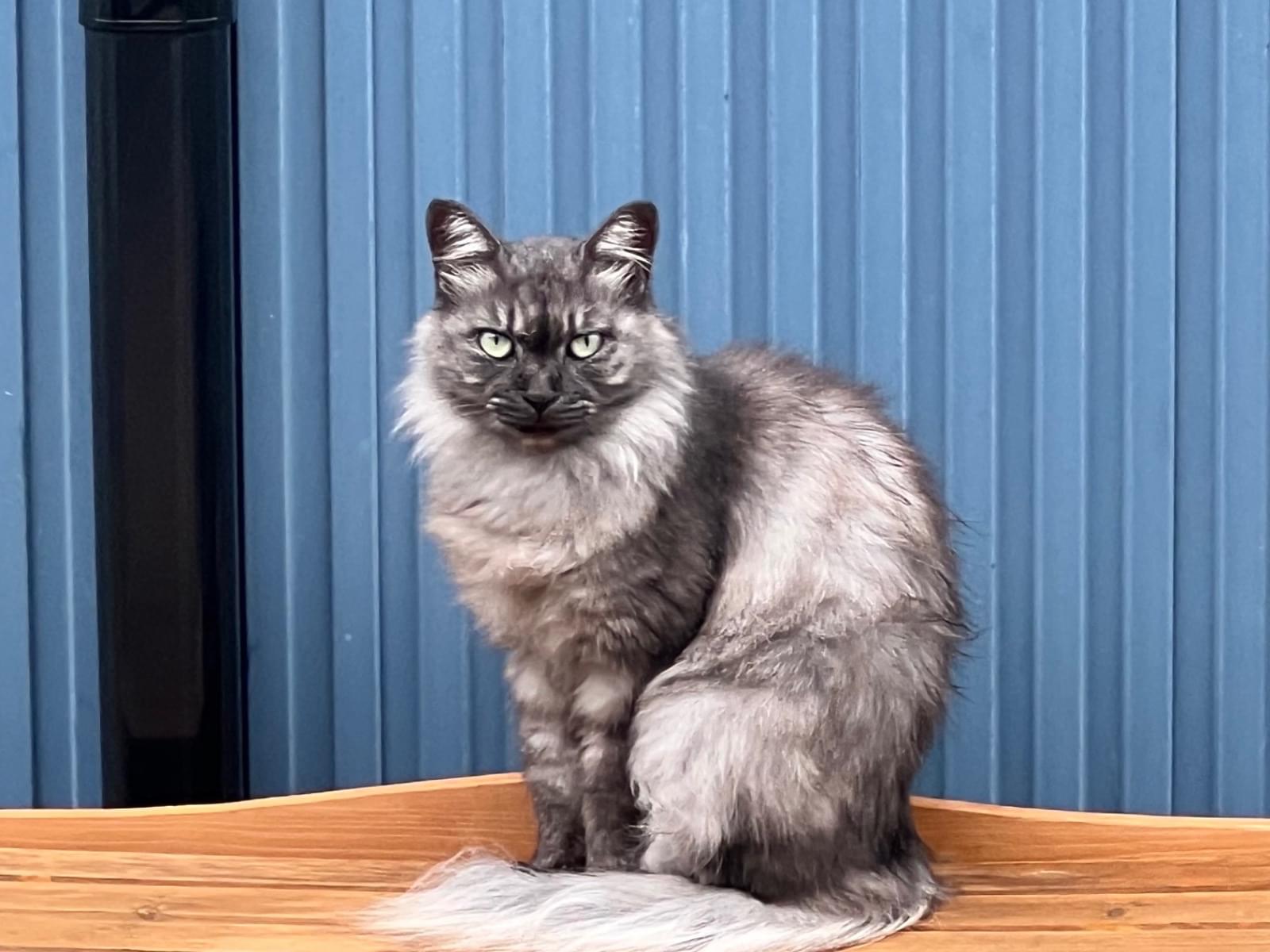 保護された猫 保護された猫