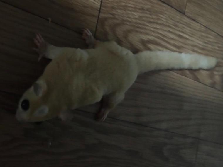 べべちゃん べべちゃん