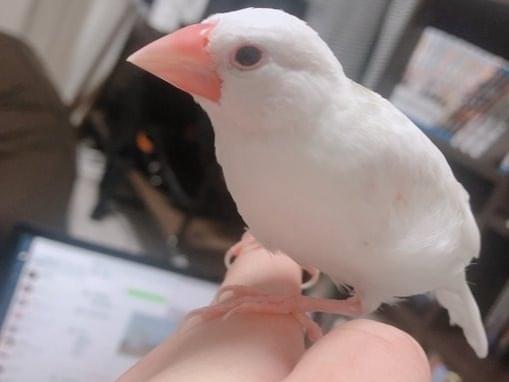 てまりちゃん てまりちゃん