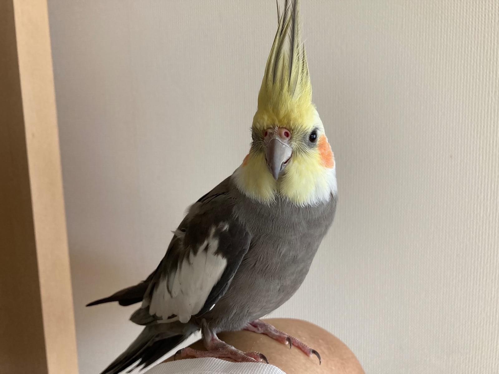 保護された鳥 保護された鳥