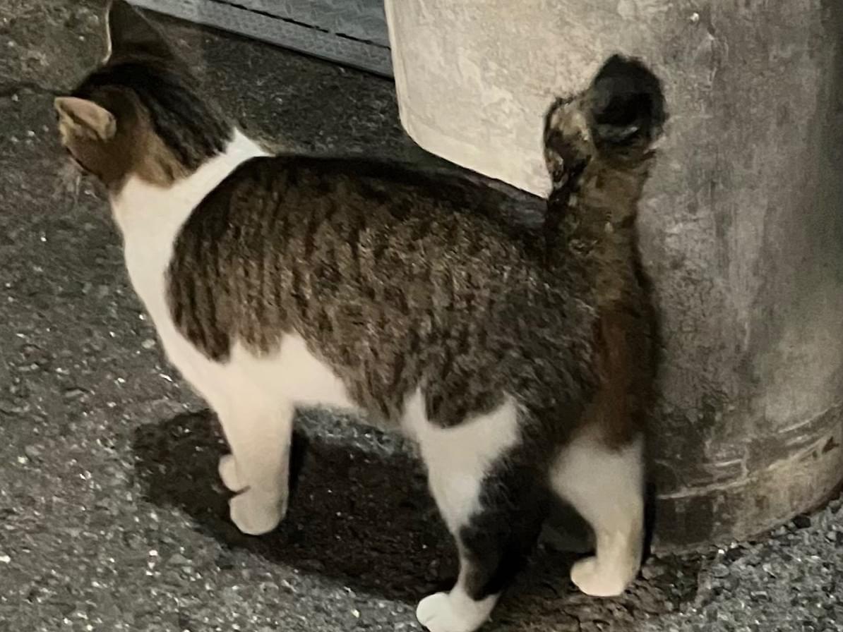 目撃された猫 目撃された猫