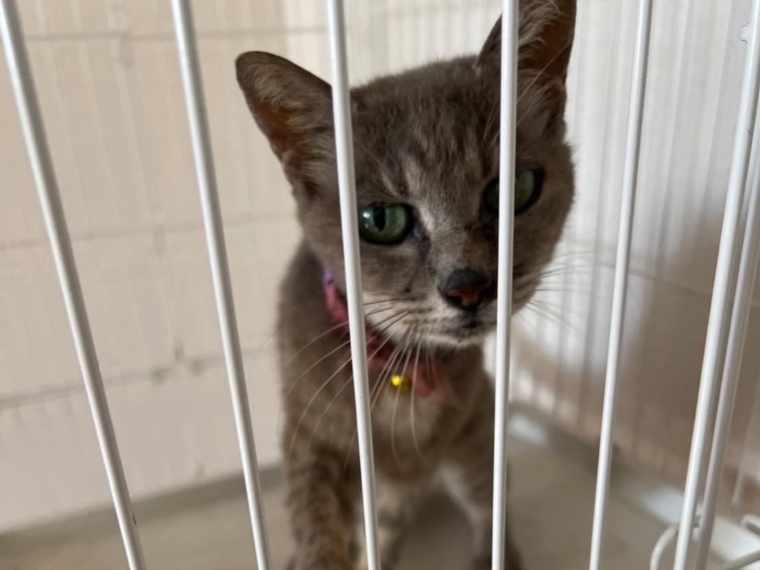 保護された猫 保護された猫