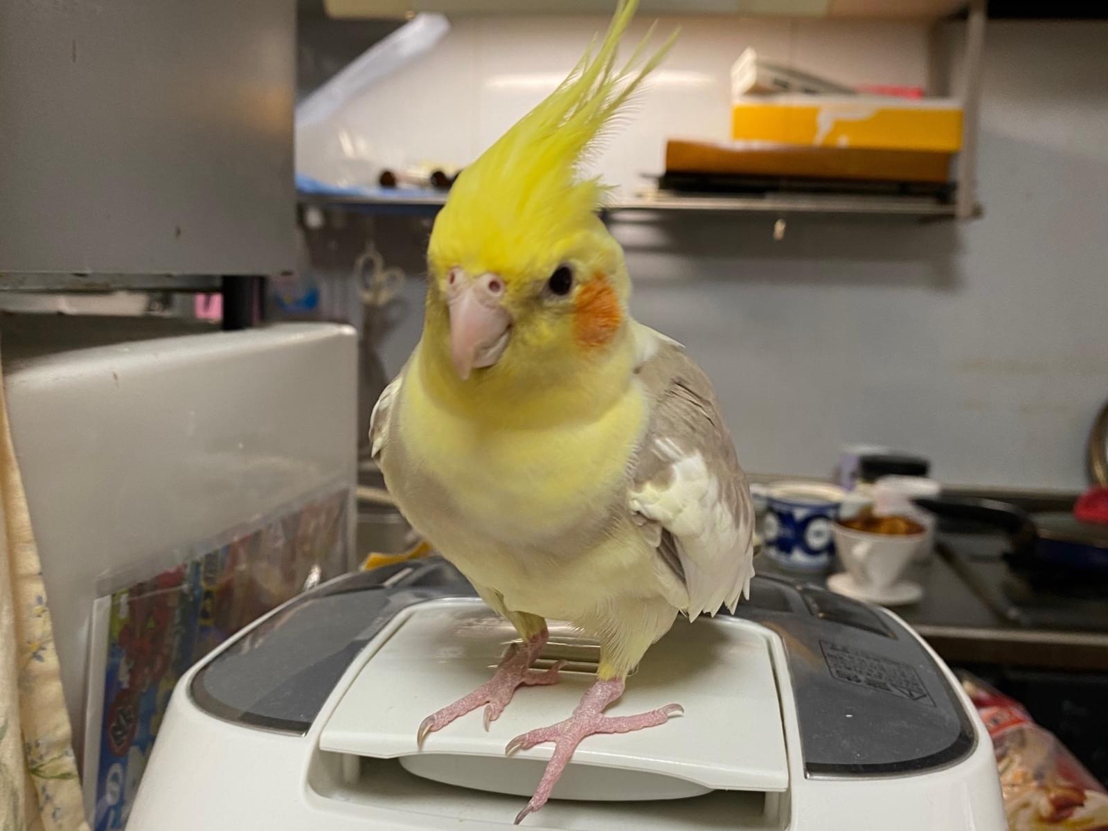 シナモンちゃん シナモンちゃん