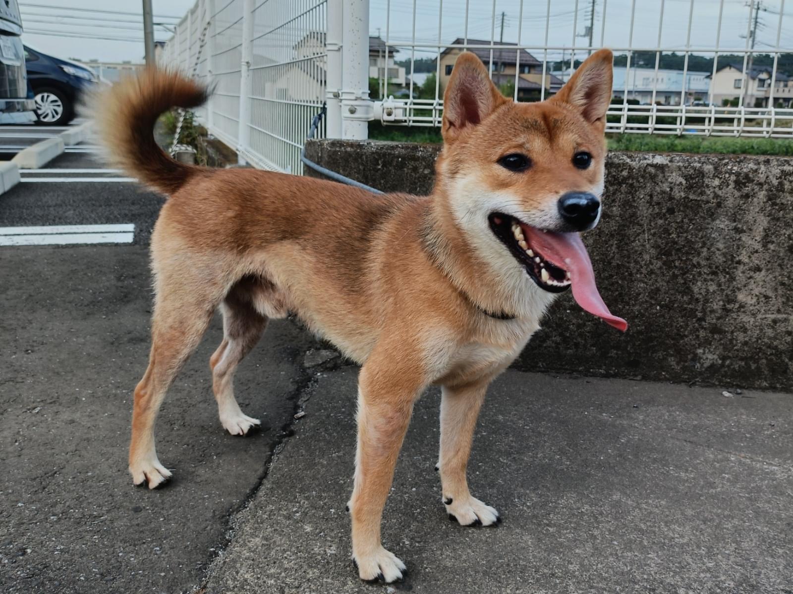 保護された犬 保護された犬