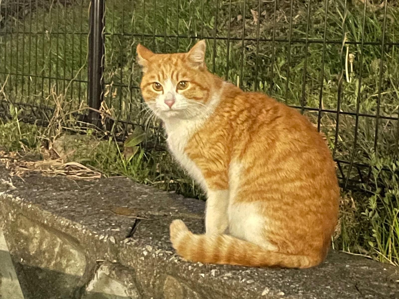 目撃された猫 目撃された猫