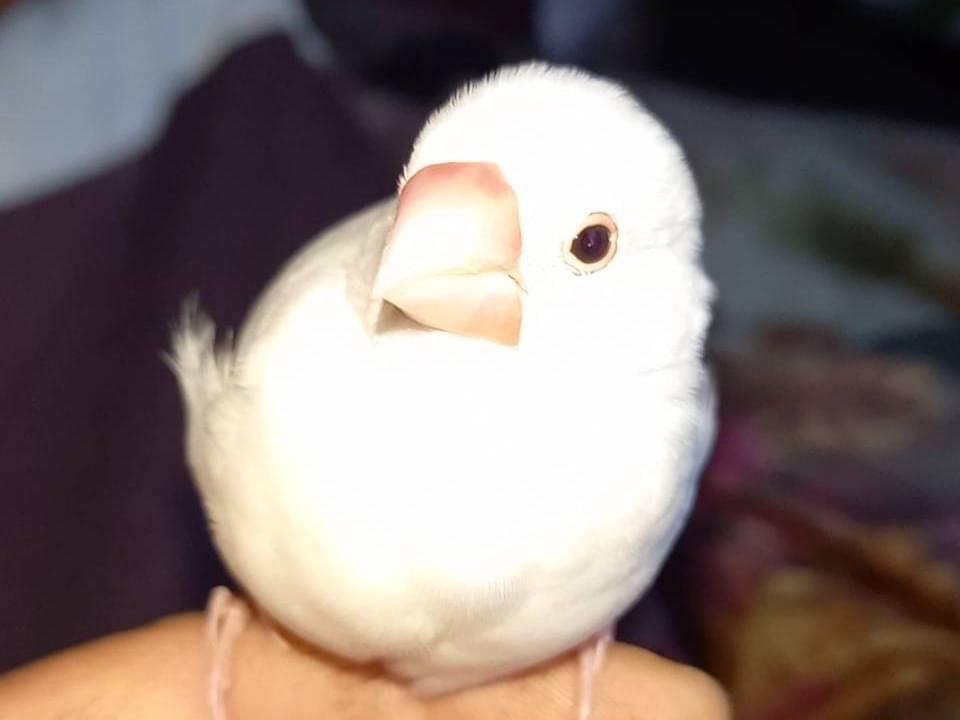 チッチちゃん チッチちゃん