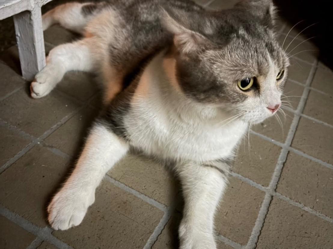目撃された猫