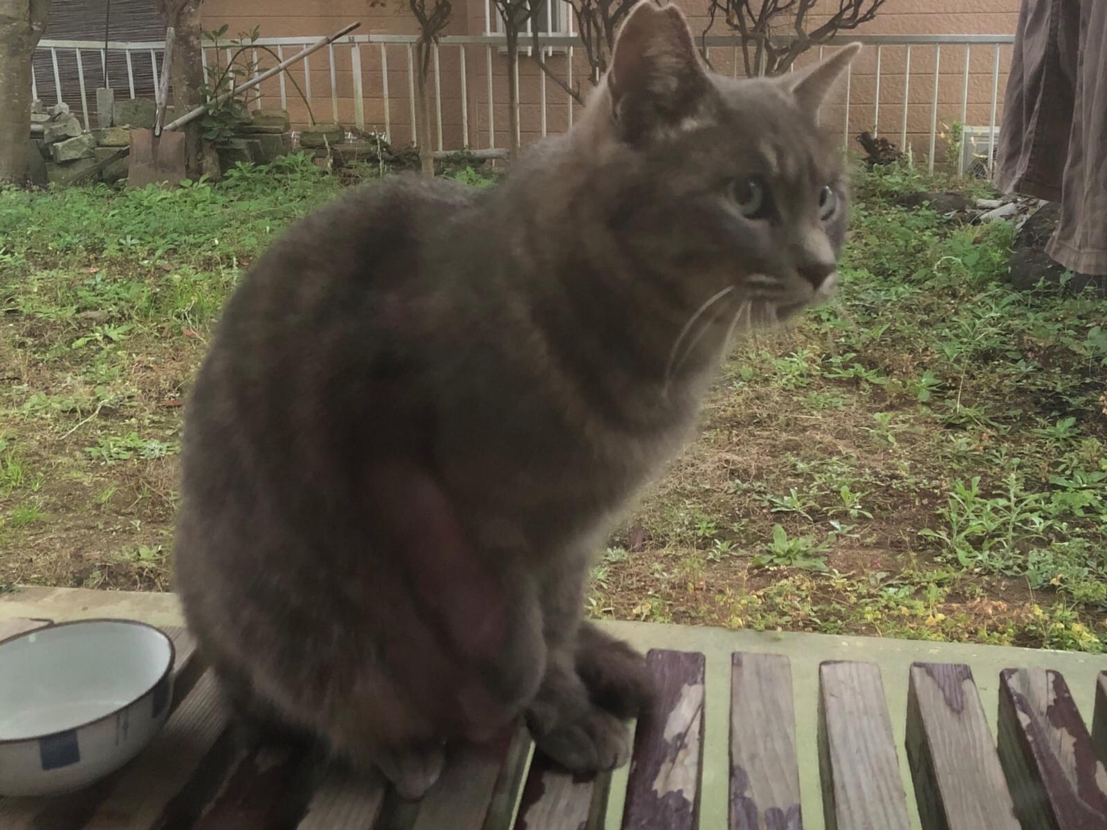 保護された猫 保護された猫