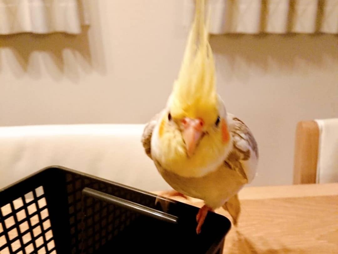 ららちゃん ららちゃん