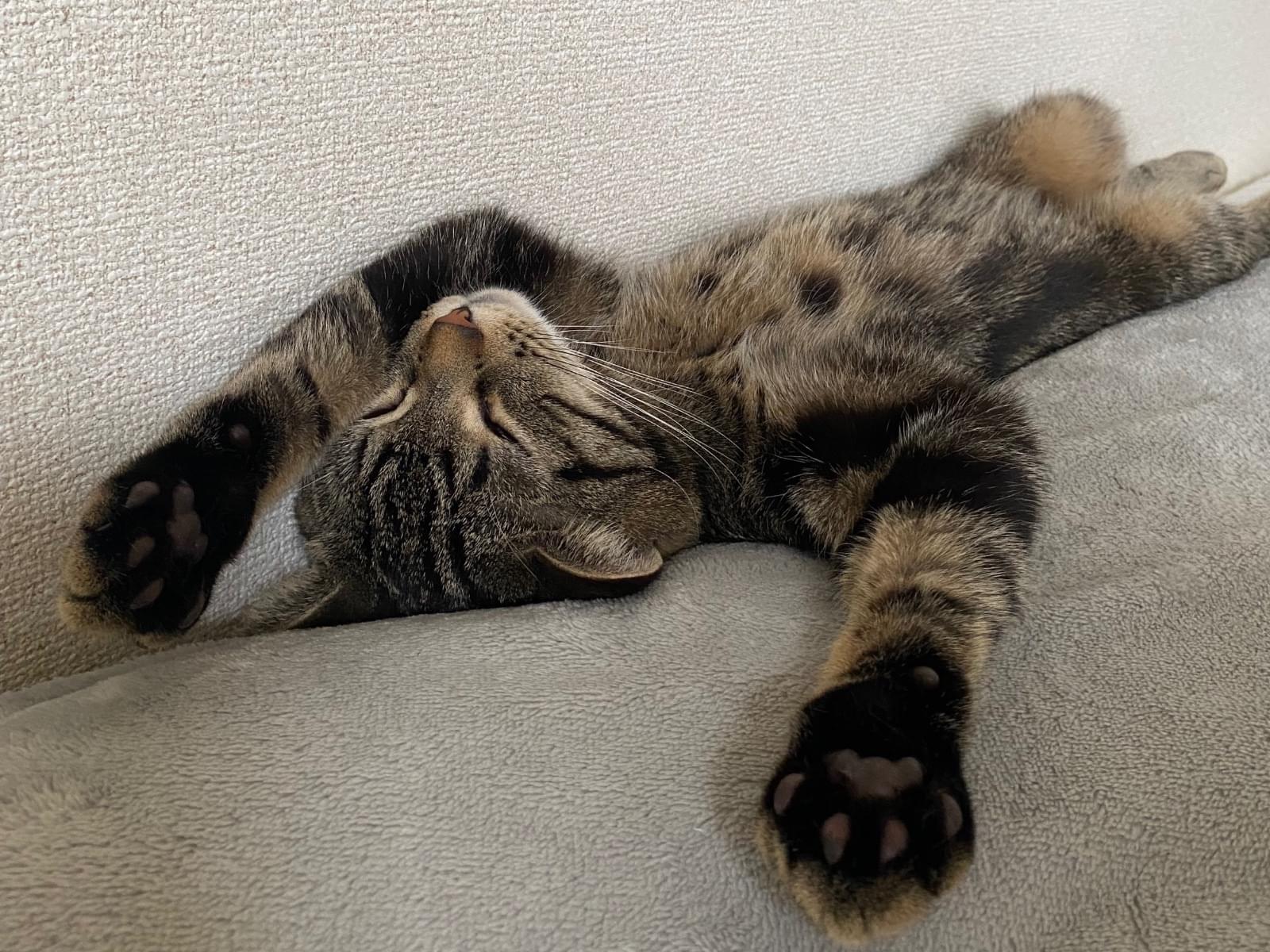 しゅがちゃん しゅがちゃん