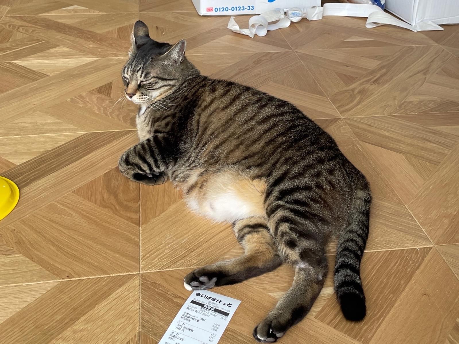 チャオちゃん チャオちゃん