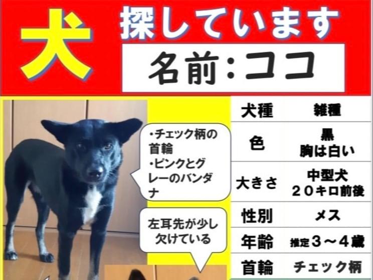 ココちゃん ココちゃん