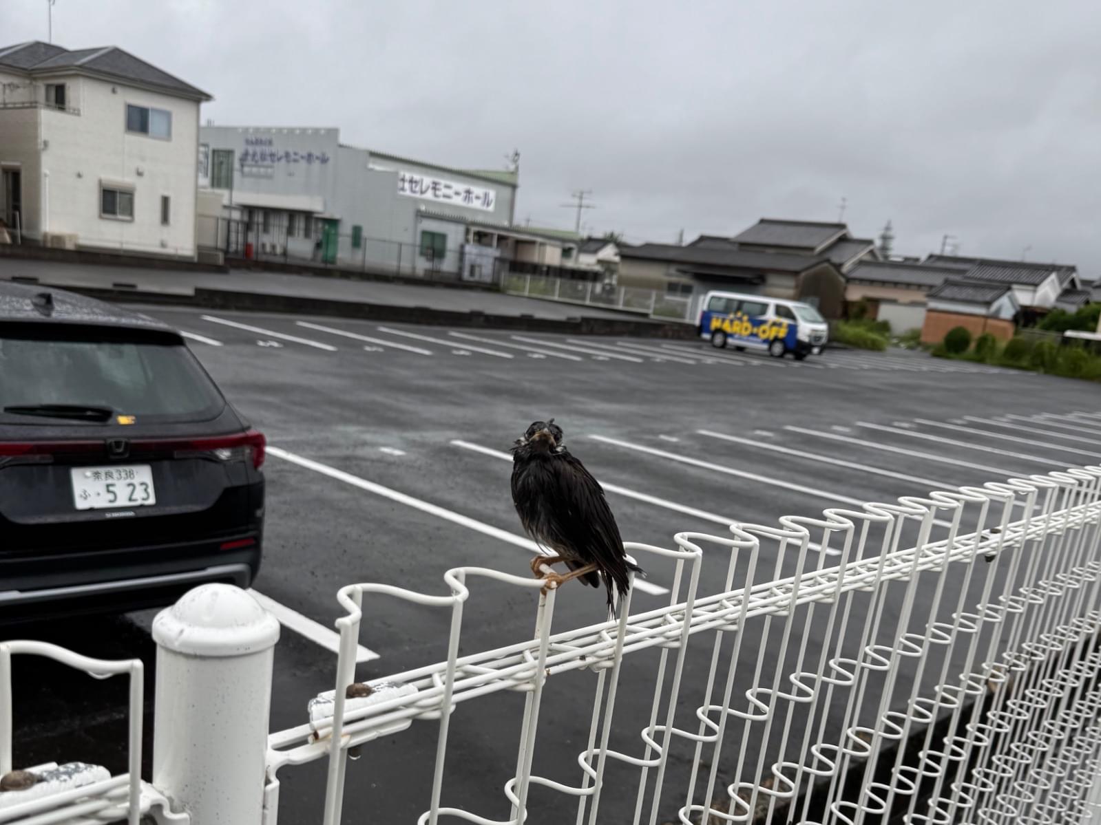目撃された鳥 目撃された鳥