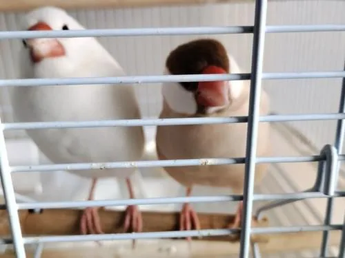 白文鳥、シナモン文鳥を探しています