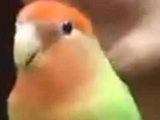 ピーコちゃん ピーコちゃん