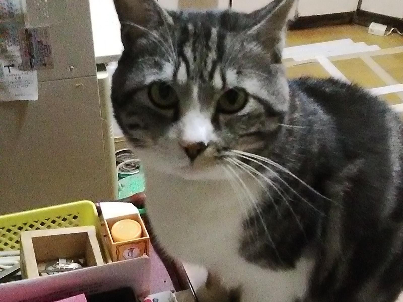 たろうちゃん たろうちゃん