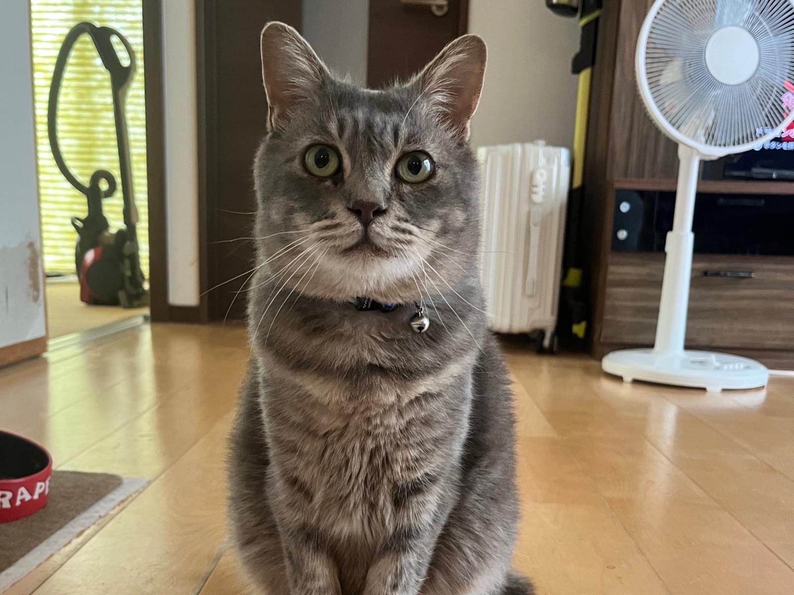 ウトちゃん ウトちゃん