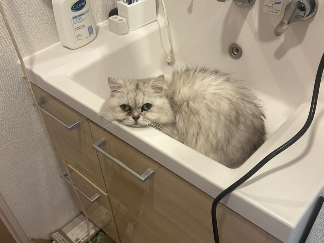 トキちゃん トキちゃん