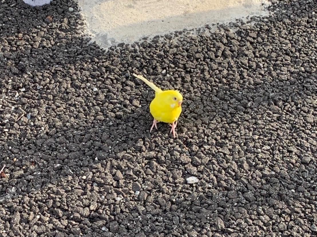 目撃された鳥 目撃された鳥
