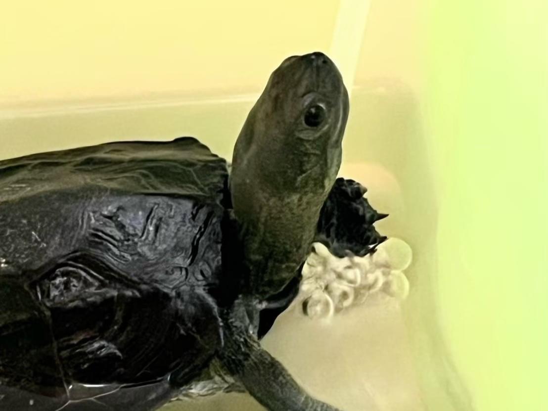 ジャンボちゃん