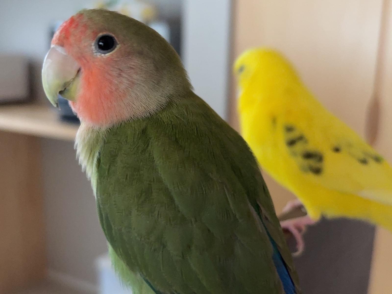 保護された鳥 保護された鳥