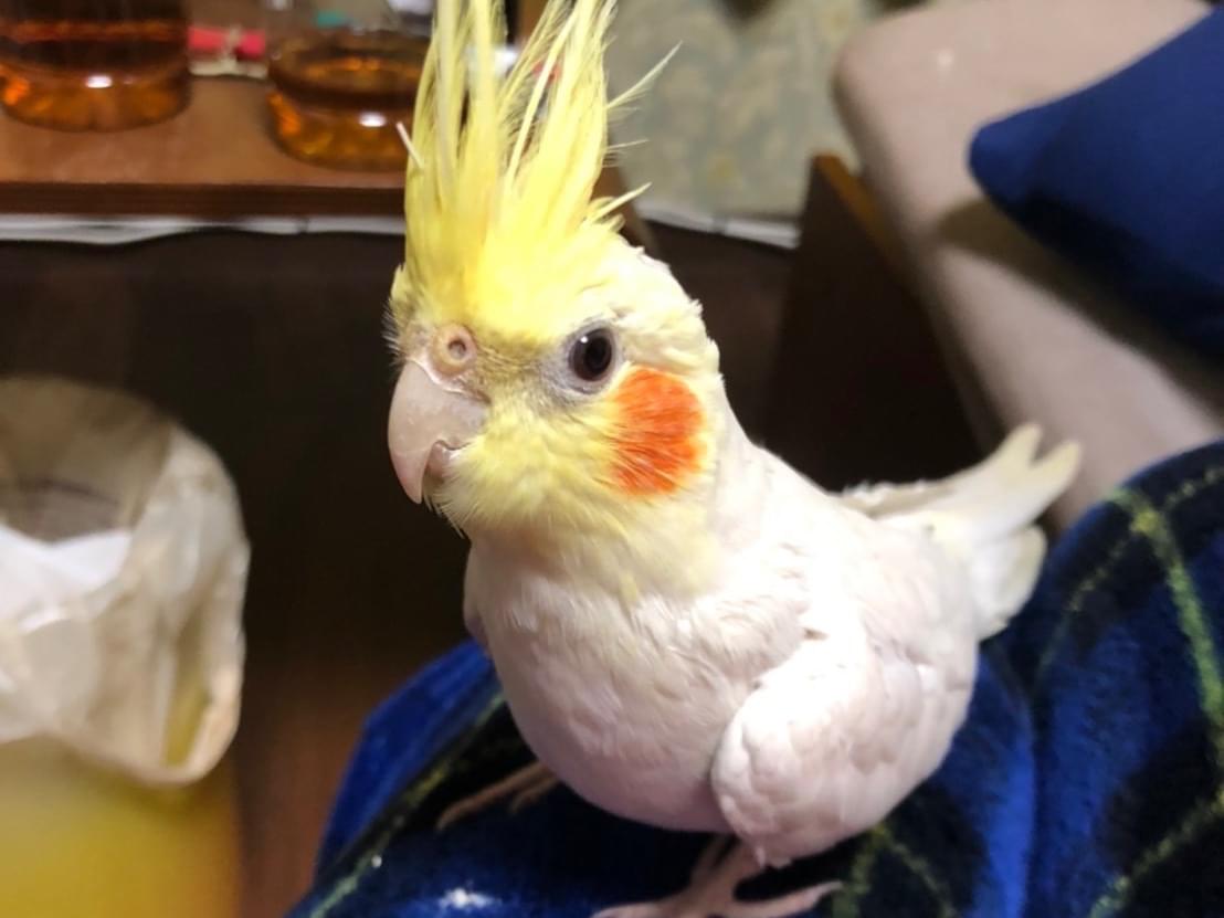 ガオちゃん ガオちゃん