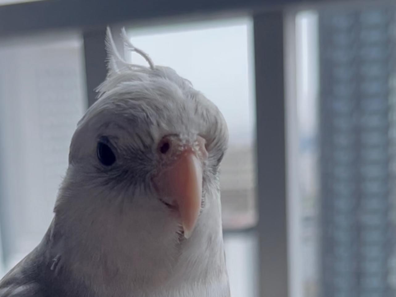 オカメインコ ジェンジュちゃん オカメインコ ジェンジュちゃん