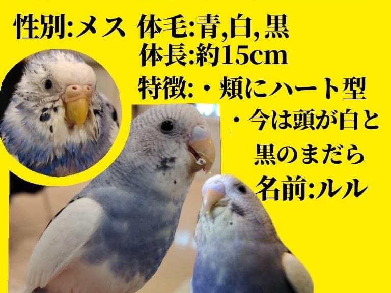 ルルちゃん ルルちゃん