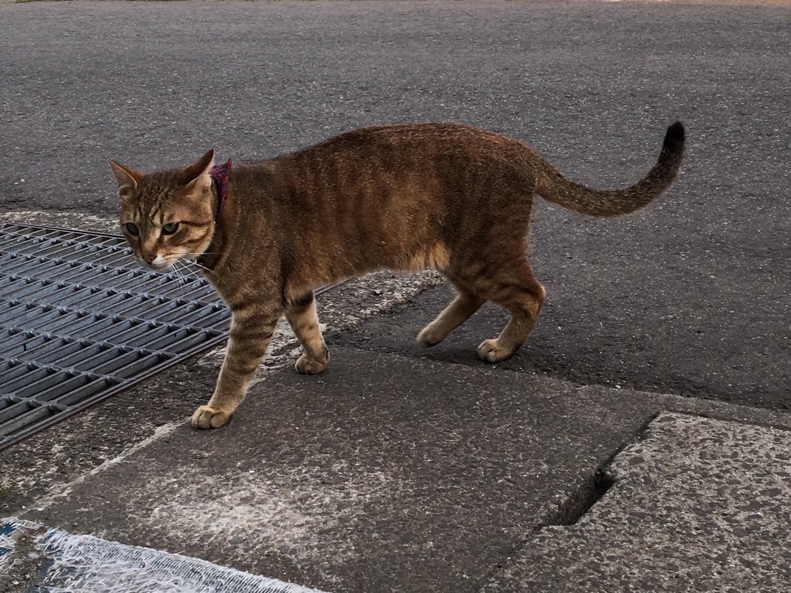 おうどちゃん おうどちゃん