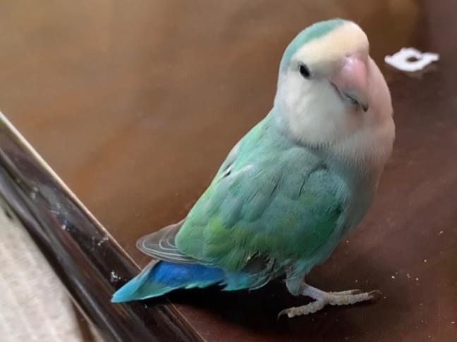 かぼちゃちゃん かぼちゃちゃん