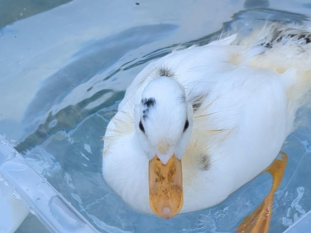 きなこちゃん きなこちゃん