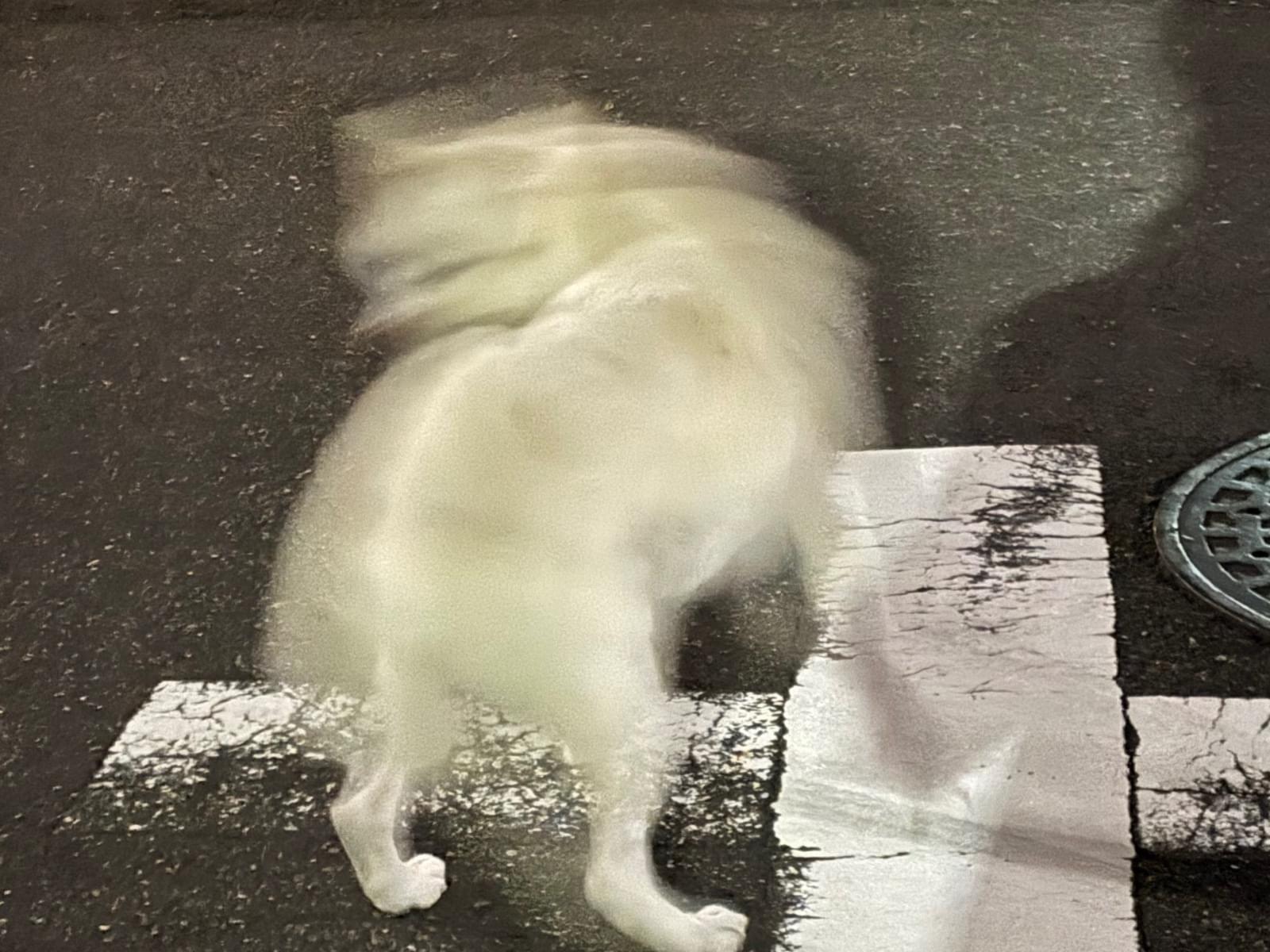 目撃された犬 目撃された犬