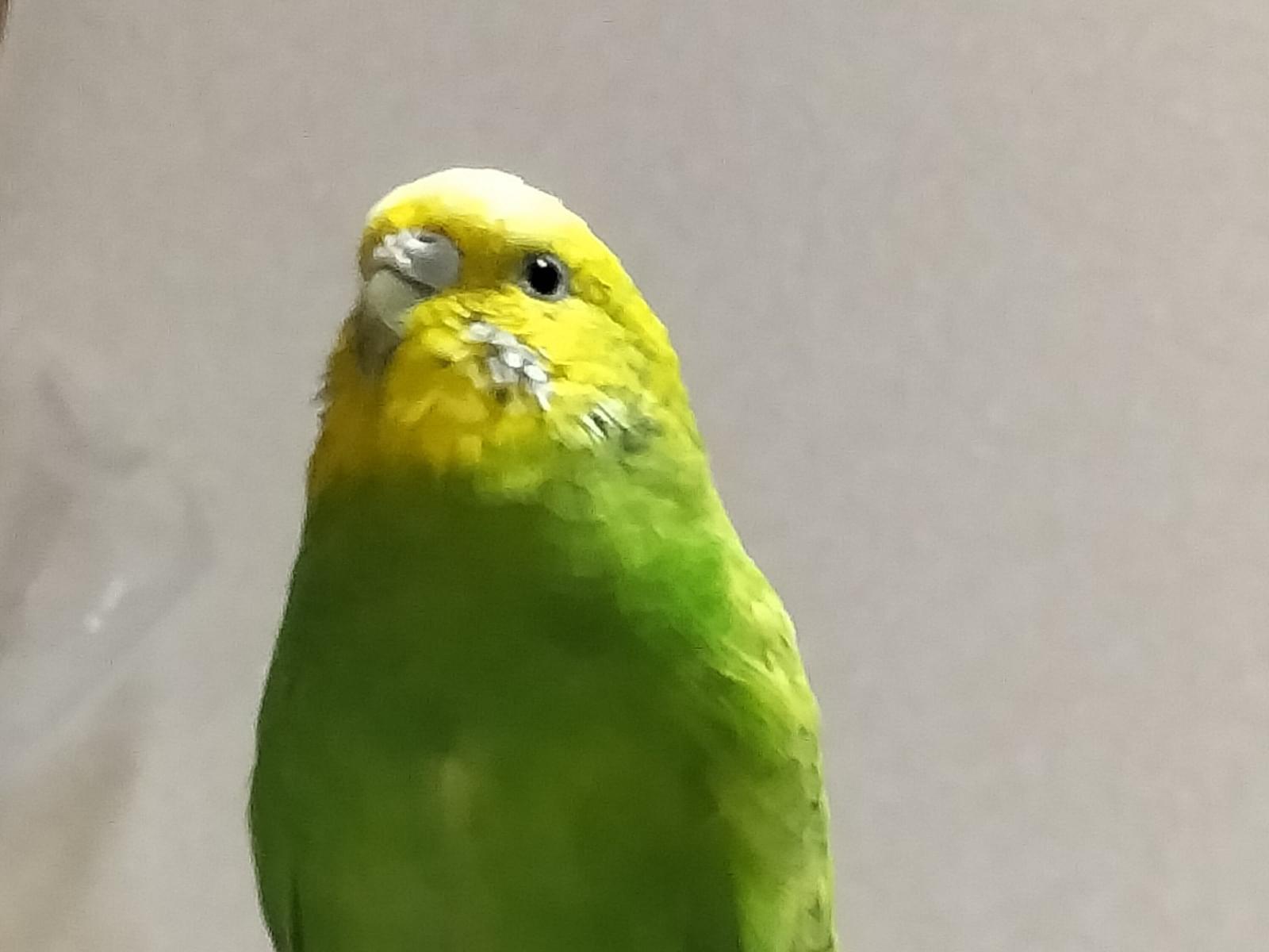 ピーちゃん ピーちゃん