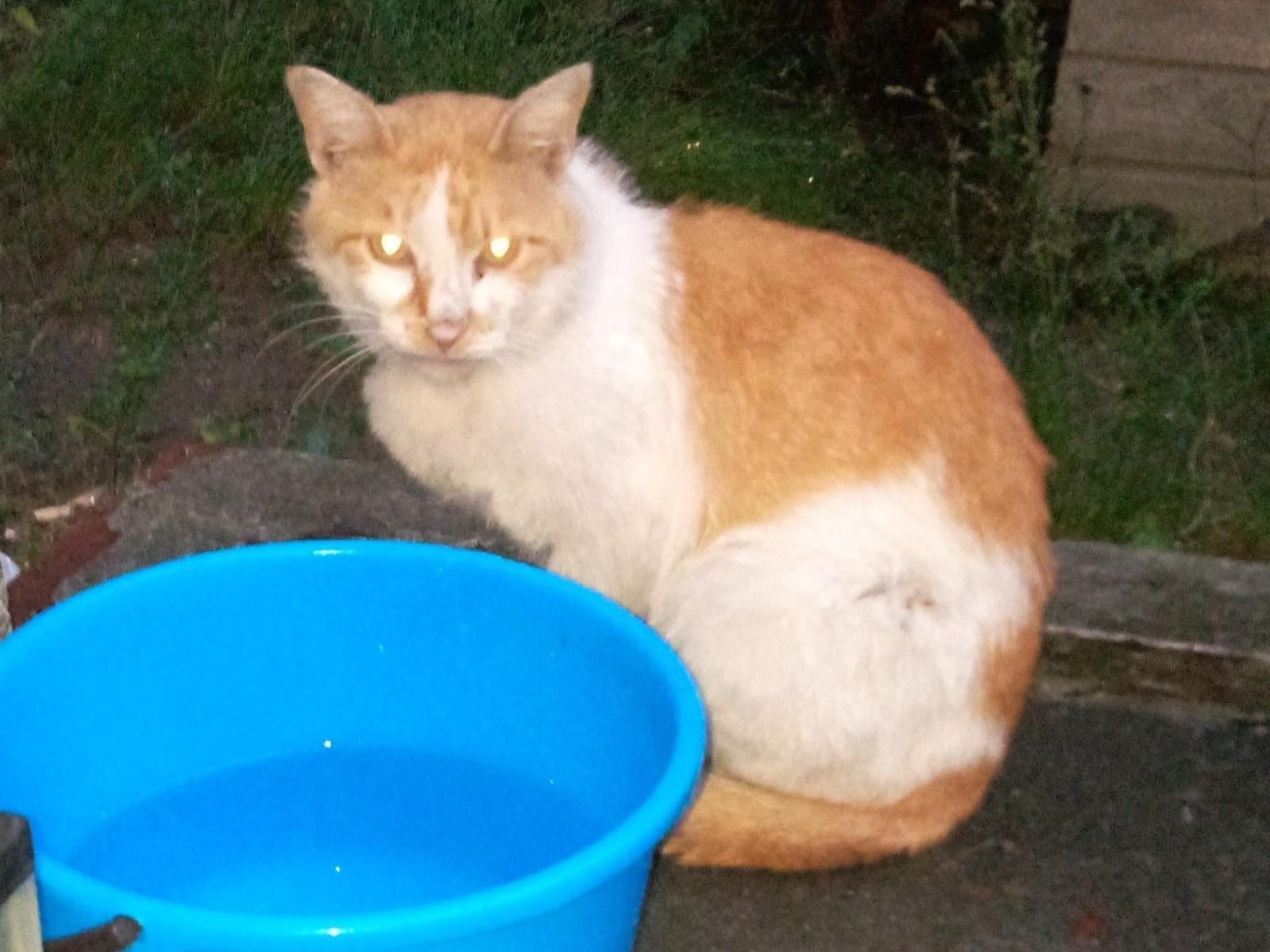 目撃された猫 目撃された猫