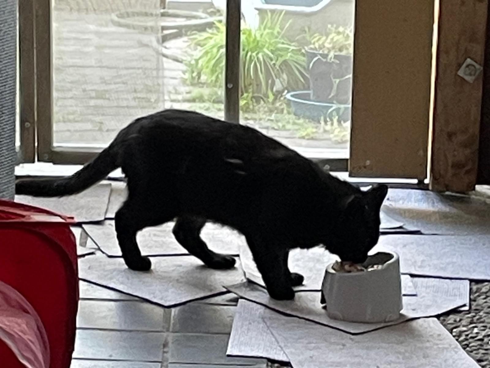 目撃された猫 目撃された猫