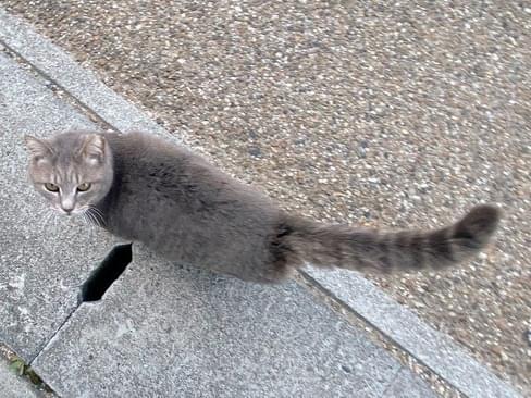 目撃された猫 目撃された猫