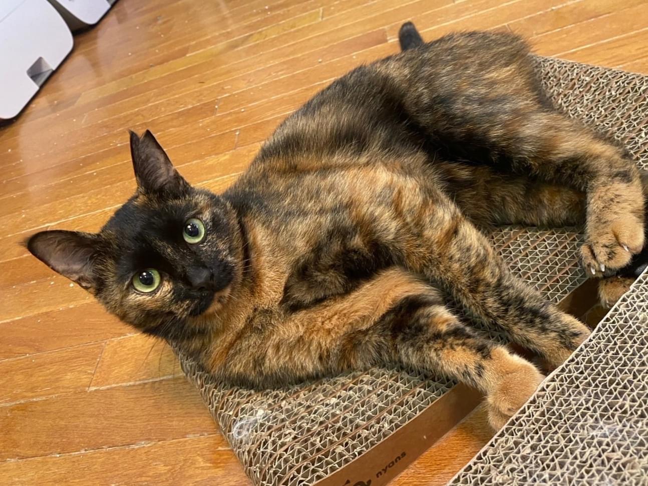 むぎちゃん むぎちゃん