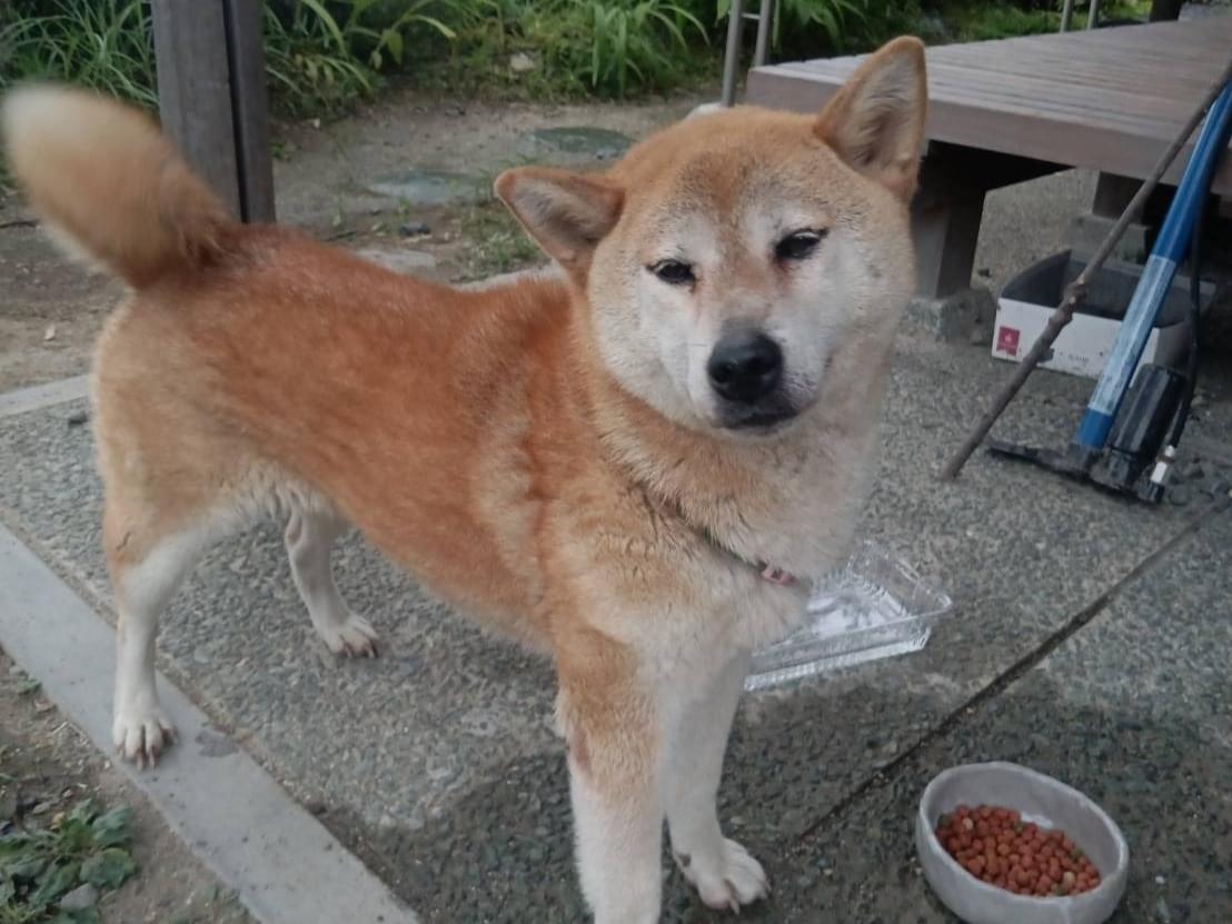 保護された犬 保護された犬