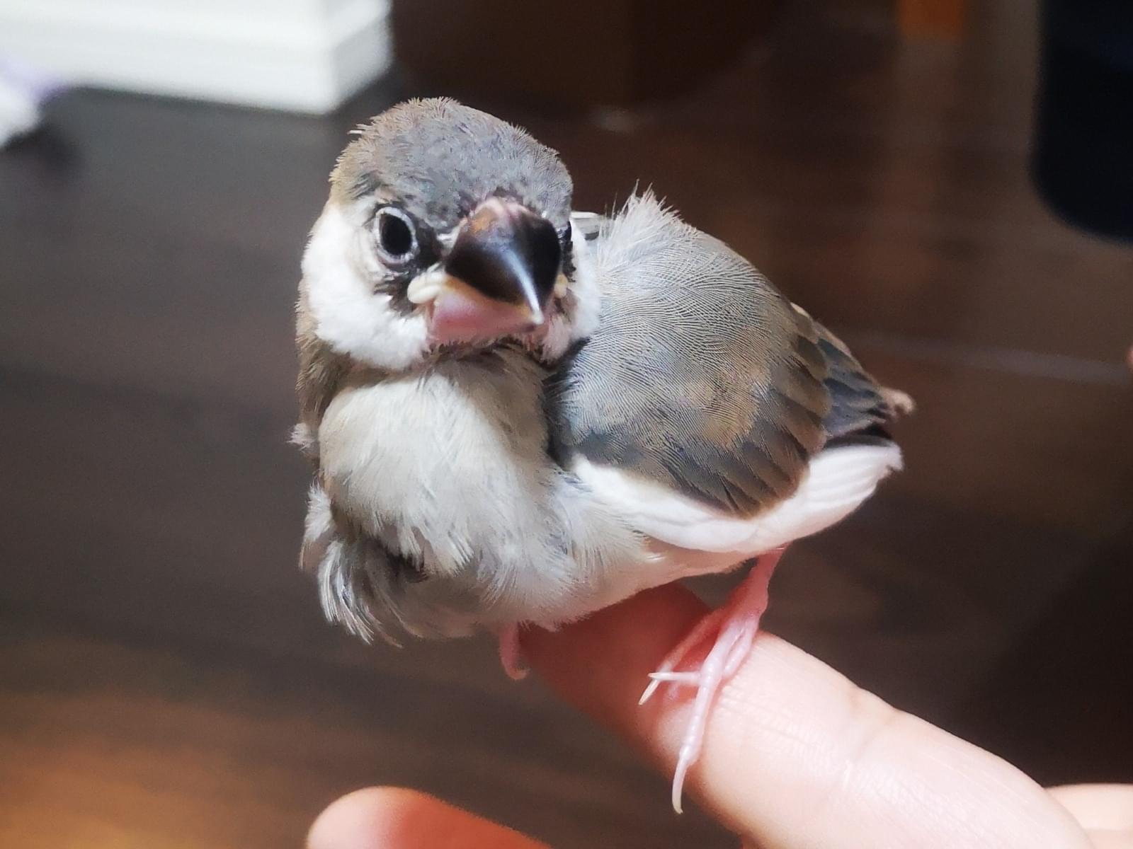 さつきちゃん さつきちゃん