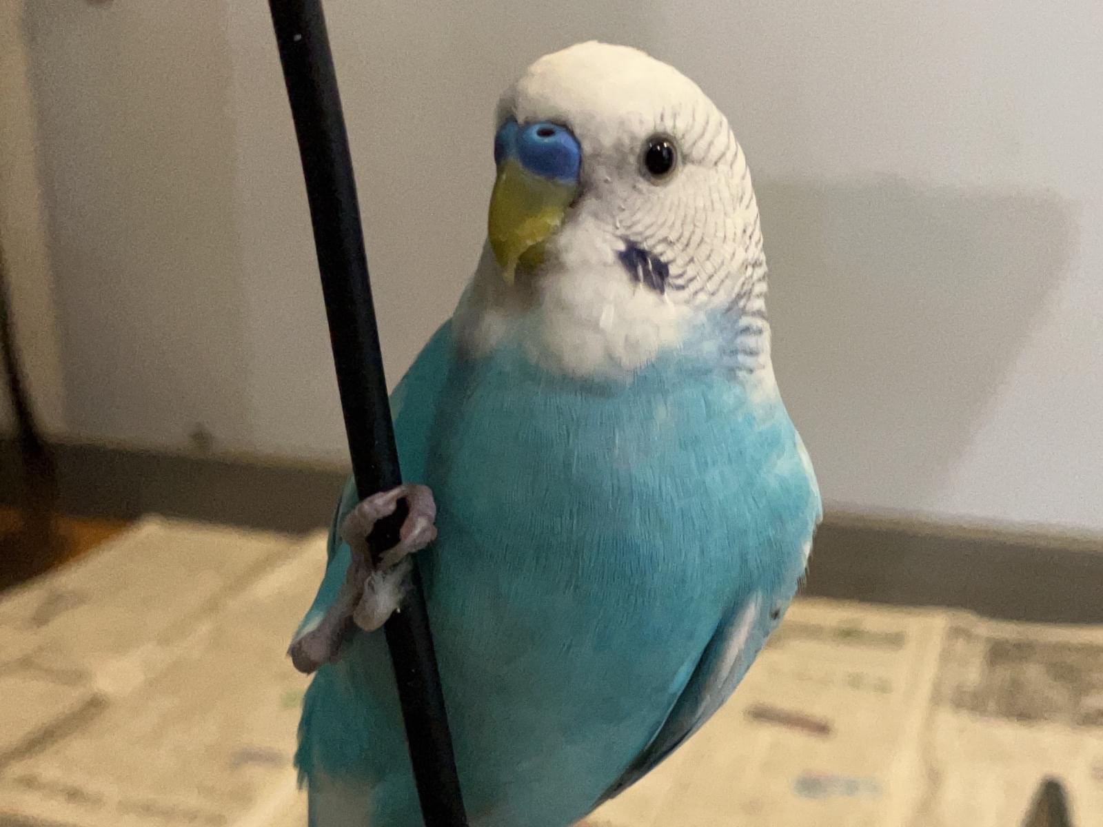 ソラちゃん ソラちゃん