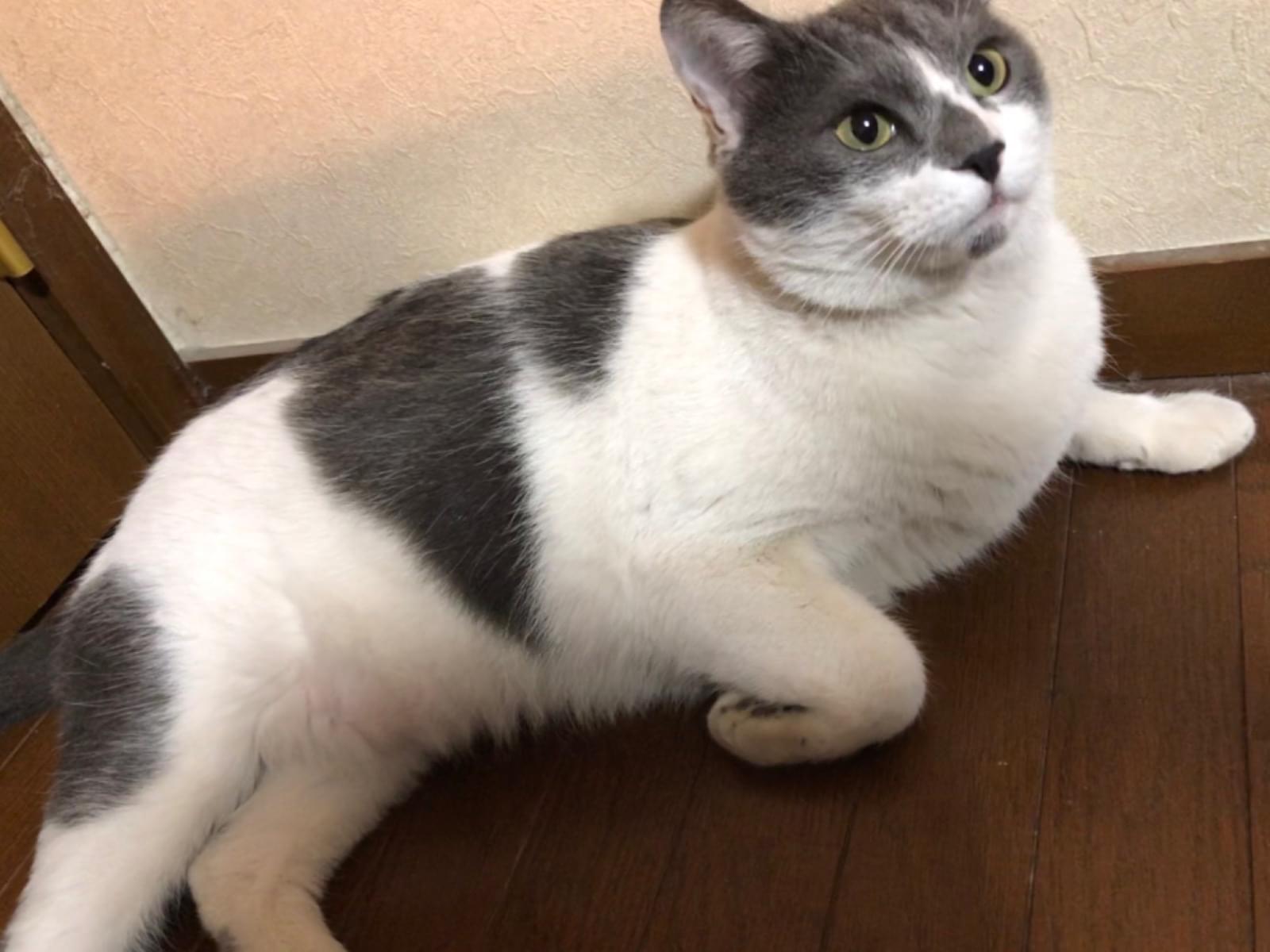 ゴン太ちゃん ゴン太ちゃん